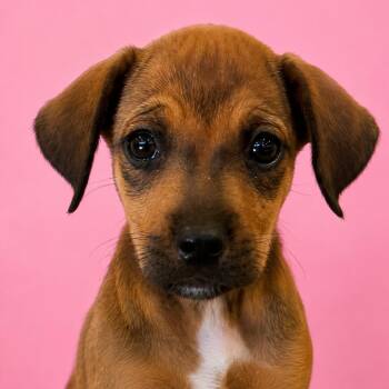 Ducky -  Rhodesian Ridgeback Dog Available for Adoption in Mankato, Minnesota - Ducky | PetCurious