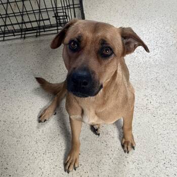 Mixed Breed Dogs Available for Adoption - Canela | PetCurious