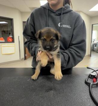 Pup 4 -  Cattle Dog Dog for Adoption in Vancouver, Washington - Pup 4 | PetCurious
