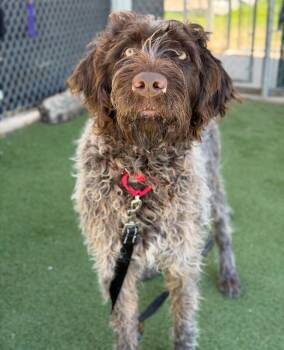 Wirehaired Pointing Griffon Dogs Available for Adoption in Fruit Heights, Utah - Copper | PetCurious