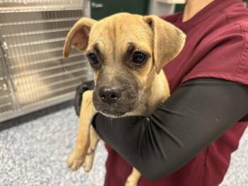 MOLLY -  Chihuahua and Pug Dog for Adoption in Thousand Palms, California - MOLLY | PetCurious
