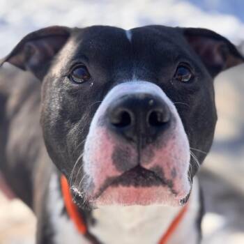 Pit Bull Terrier Dogs Available for Adoption - Carl | PetCurious