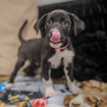 Katie -  Labrador Retriever and Mixed Breed Dog for Adoption in Pawling, New York - Katie | PetCurious