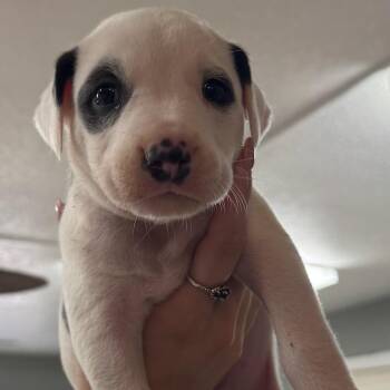 Cardamom -  Mixed Breed Dog for Adoption in Bentonville, Arkansas - Cardamom | PetCurious