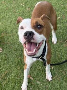 Ramona - 2 -  Labrador Retriever and Mixed Breed Dog for Adoption in Daytona Beach, Florida - Ramona - 2 | PetCurious