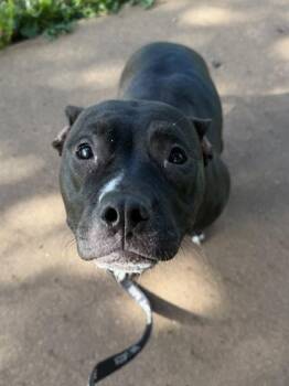 Mimi -  Pit Bull Terrier and Mixed Breed Dog for Adoption in Kansas City, Missouri - Mimi | PetCurious