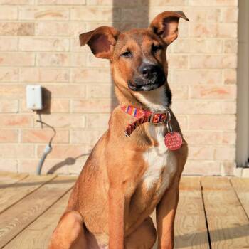 Rescue Black Mouth Cur Dogs for Adoption in Seguin, Texas - Howie | PetCurious