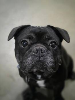 Rescue French Bulldog Dogs for Adoption in Port Angeles, Washington - Toad | PetCurious