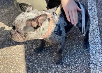 Jynx -  Mixed Breed Dog for Adoption in Cincinnati, Ohio - Jynx | PetCurious