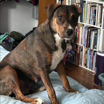 Maggie Mae -  Mixed Breed Dog for Adoption in Dekalb, Illinois - Maggie Mae | PetCurious