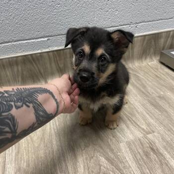 Spaniel Dogs Available for Adoption in San Jacinto, California - Butterbean | PetCurious
