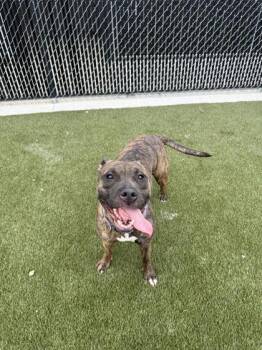 Dutchess -  Mixed Breed Dog for Adoption in Lafayette, Indiana - Dutchess | PetCurious