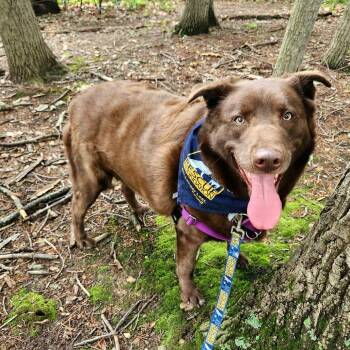 Labrador Retriever and Mixed Breed Dogs Available for Adoption in Falls Church, Virginia - Coffee Bean | PetCurious