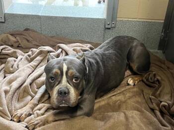 BRANDY -  Staffordshire Bull Terrier and Mixed Breed Dog for Adoption in Tustin, California - BRANDY | PetCurious