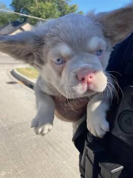 MEDUSA -  Bull Terrier Dog for Adoption in Dallas, Texas - MEDUSA | PetCurious