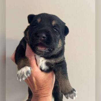 Itchy Richie -  German Shepherd Dog and Mixed Breed Dog for Adoption in Olathe, Kansas - Itchy Richie | PetCurious