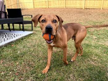 Rescue Mixed Breed Dogs for Adoption in Christiansburg, Virginia - Milo | PetCurious