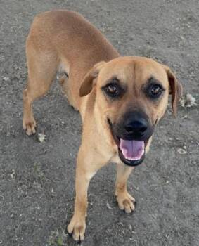 Rhodesian Ridgeback Dogs Available for Adoption in Thousand Oaks, California - Santi - URGENT AND AT RISK | PetCurious