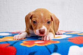 Mario Litter- Mario -  Dachshund and Mixed Breed Dog for Adoption in Savage, Minnesota - Mario Litter- Mario | PetCurious