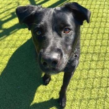 Labrador Retriever Dogs Available for Adoption in Lakeland, Florida - Memphis | PetCurious