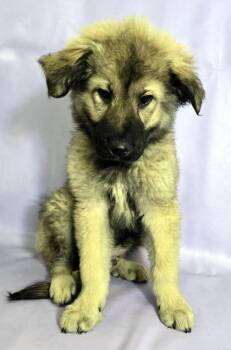 German Shepherd Dog and Great Pyrenees Dogs Available for Adoption in Morton Grove, Illinois - Orso | PetCurious