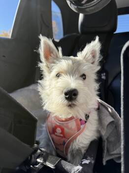 Rescue West Highland White Terrier Westie Dogs for Adoption in Denver, Colorado - Momo | PetCurious