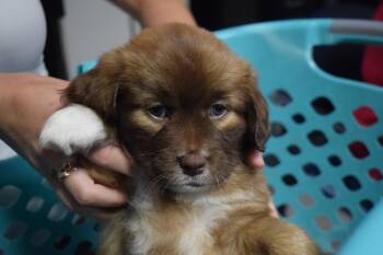 Mitzi (597 P1) -  Australian Shepherd and Boston Terrier Dog for Adoption in Pahrump, Nevada - Mitzi (597 P1) | PetCurious