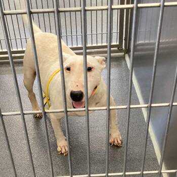Betty Jean -  Bull Terrier Dog for Adoption in Montgomery, Alabama - Betty Jean | PetCurious