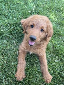 Mulligan 8987 -  Poodle and Goldendoodle Dog for Adoption in Aurora, Colorado - Mulligan 8987 | PetCurious