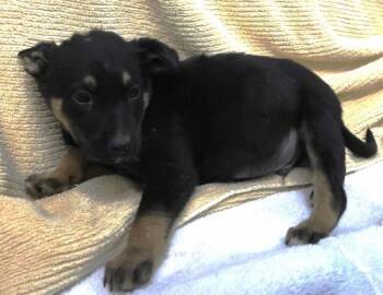 Rescue Shepherd Dogs for Adoption in Thief River Falls, Minnesota - Limon | PetCurious