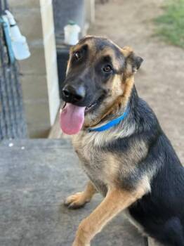 Rescue German Shepherd Dog Dogs for Adoption in Duxbury, Massachusetts - Apollo | PetCurious