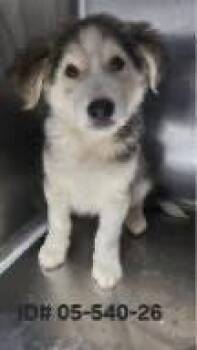 Julius Benedict -  Husky Dog for Adoption in Milton, Georgia - Julius Benedict | PetCurious
