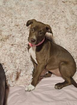 Rescue Labrador Retriever and Pit Bull Terrier Dogs for Adoption in Broken Arrow, Oklahoma - Esme | PetCurious