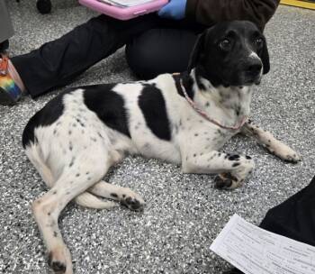 Rescue Hound Dogs for Adoption in Roanoke, Virginia - Dandelion | PetCurious