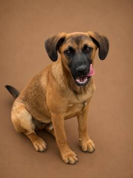 Shepherd and Beagle Dogs Available for Adoption in VERNON ROCKVL, Connecticut - Wednesday | PetCurious