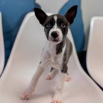Denali -  Husky and Mixed Breed Dog for Adoption in Springboro, Ohio - Denali | PetCurious