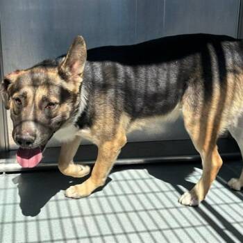 Cash -  German Shepherd Dog Dog for Adoption in San Gabriel, California - Cash | PetCurious