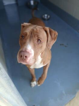 Pit Bull Terrier Dogs Available for Adoption in Johnson City, Tennessee - River | PetCurious