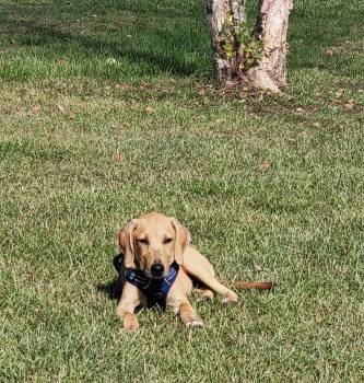 Dolliegirl -  Bloodhound Dog for Adoption in Semmes, Alabama - Dolliegirl | PetCurious