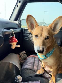 Sweet Sparrow -  Corgi Dog for Adoption in Polson, Montana - Sweet Sparrow | PetCurious