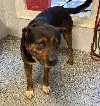 Oscar -  Shepherd and Rottweiler Dog for Adoption in Mobile, Alabama - Oscar | PetCurious