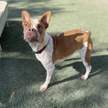French Bulldog Dogs Available for Adoption in Center Point, Texas - Piper | PetCurious