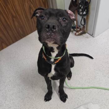 Dorian -  Mixed Breed Dog for Adoption in Binghamton, New York - Dorian | PetCurious