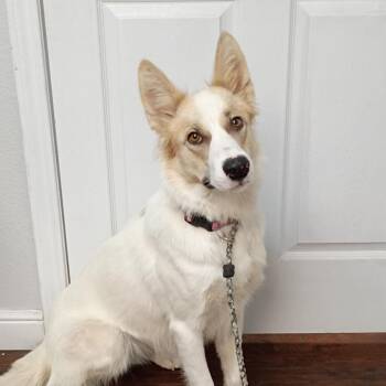 Chili -  Australian Kelpie and Mixed Breed Dog for Adoption in Springtown, Texas - Chili | PetCurious