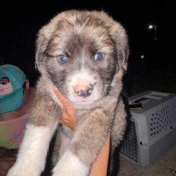 German Shepherd Dog Dogs Available for Adoption in West Plains, Missouri - Tate | PetCurious