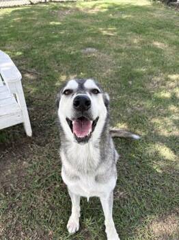 CELESTE -  Siberian Husky Dog for Adoption in Sugar Land, Texas - CELESTE | PetCurious