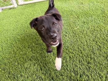 Bean -  Mixed Breed Dog Available for Adoption in New York, New York - Bean | PetCurious