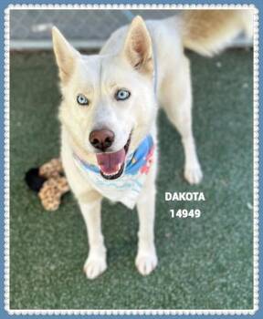 Rescue Siberian Husky and Shepherd Dogs for Adoption in Marietta, Georgia - Dakota (827) | PetCurious