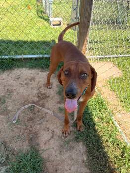 Jackson -  Hound and Mixed Breed Dog for Adoption in Blountville, Tennessee - Jackson | PetCurious