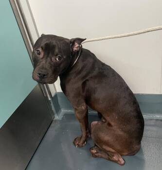 Jellybean Jack -  Mixed Breed Dog for Adoption - Jellybean Jack | PetCurious